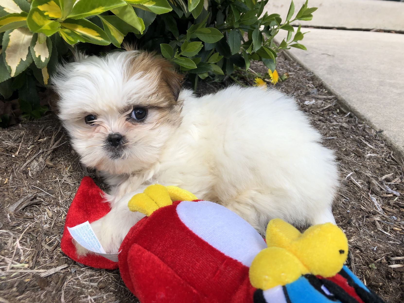 Daisy